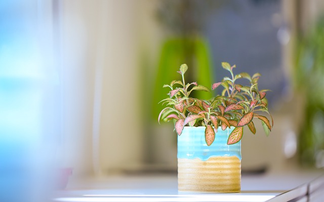 Rośliny doniczkowe do biura – oczyszczenie powietrza